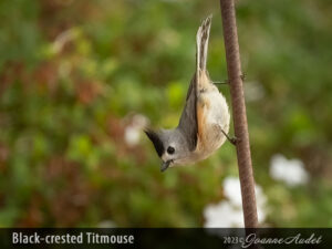 Black-crested Titmouse