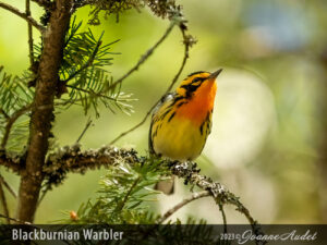 Blackburnian Warbler