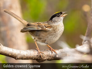 Golden-crowned Sparrow