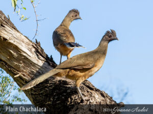 Plain Chachalaca