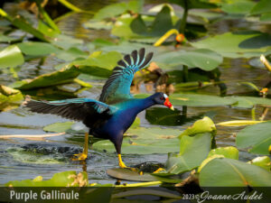 Purple Gallinules