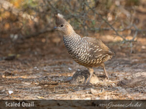 Scaled Quail