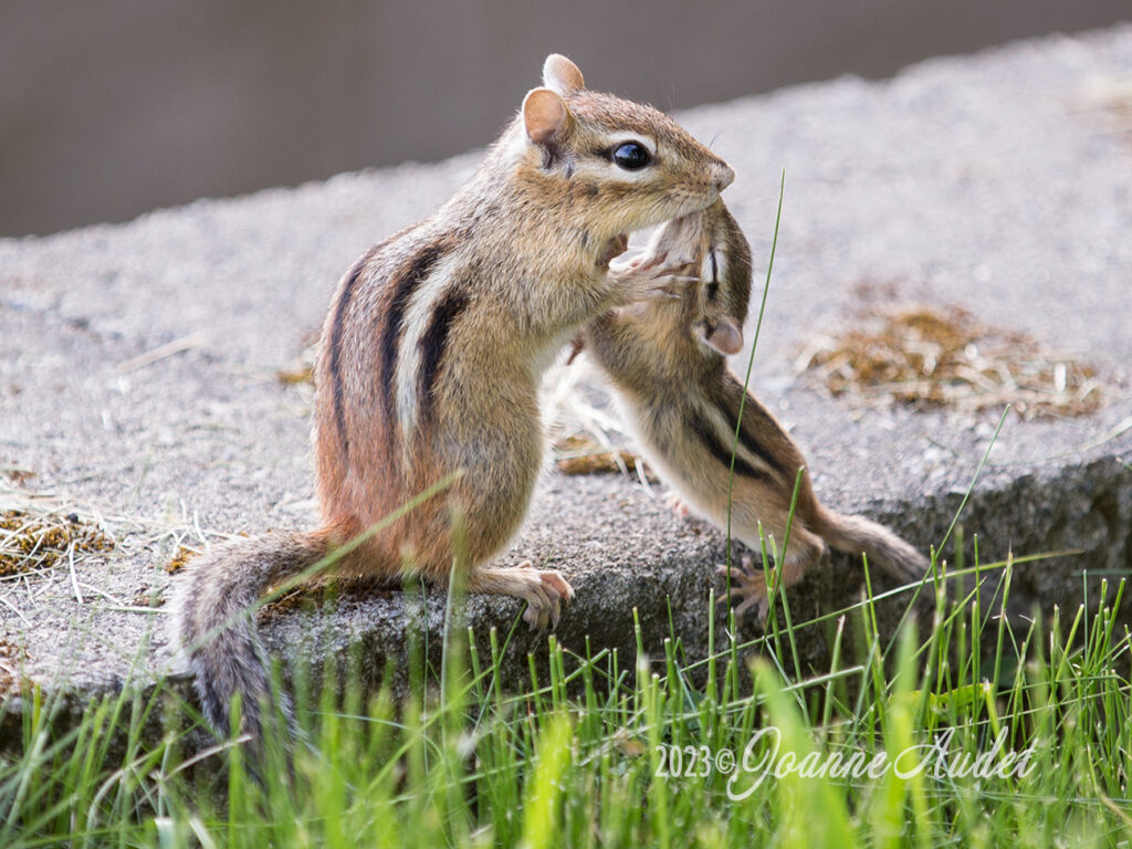 Chipmunk