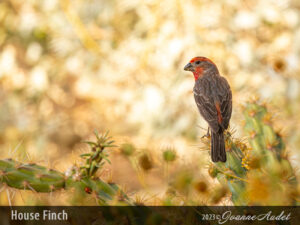 House Finch