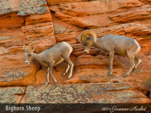 Bighorn Sheep