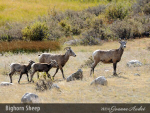 Bighorn Sheep