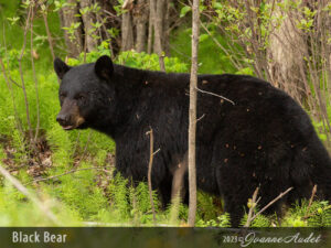 Black Bear