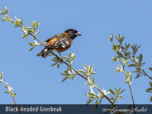 Black-headed Grosbeak