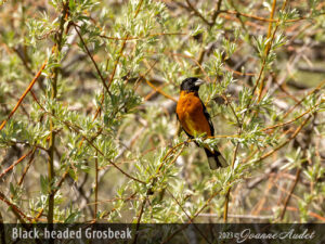 Black-headed Grosbeak