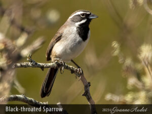 Black-throated Sparrow