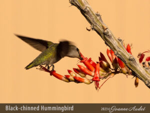 Black-chinned Hummingbird