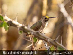 Black-chinned Hummingbird