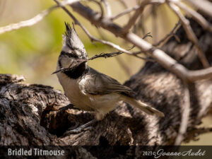 Bridled Titmouse