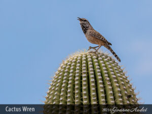 Cactus Wren