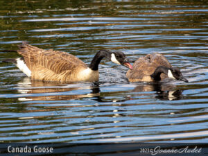 Canada Goose