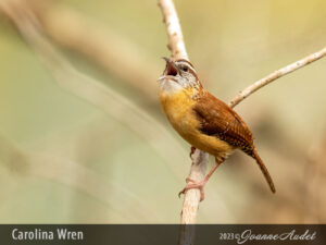 Carolina Wren