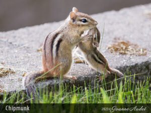 Chipmunk