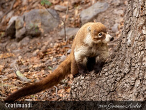 Coatimundi