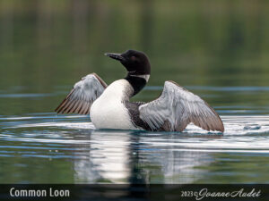 Common Loon