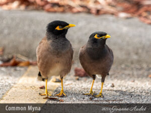 Common Myna