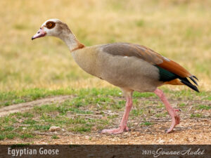 Egyptian Goose