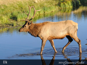 Elk