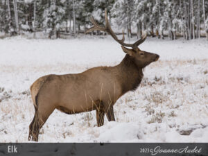 Elk