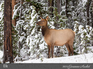 Elk