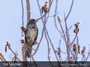 Fox Sparrow