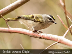 Golden-crowned Kinglet