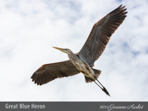 Great Blue Heron