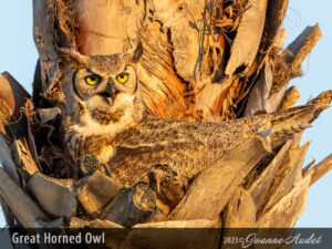 Great Horned Owl