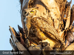 Great Horned Owl