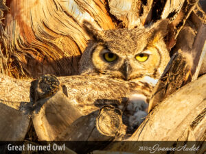 Great Horned Owl