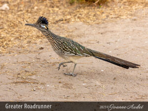 Greater Roadrunner