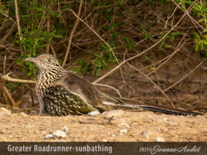 Greater Roadrunner sunbathing