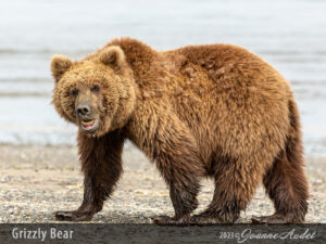 Grizzly Bear