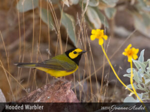 Hooded Warbler