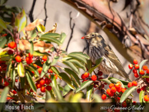 House Finch