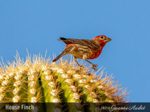 House Finch