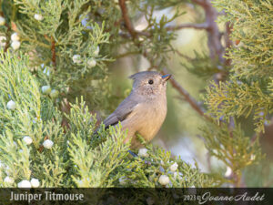 Juniper Titmouse