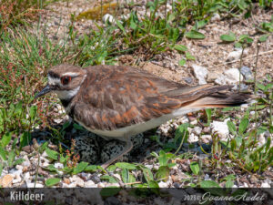 Killdeer