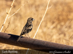 Lark Bunting