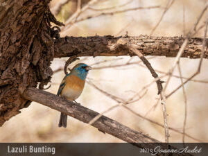 Lazuli Bunting