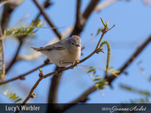 Lucy's Warbler