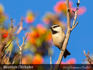 Mountain Chickadee