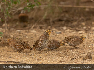 Northern Bobwhite