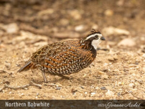 Northern Bobwhite