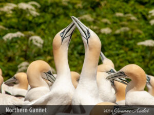 Northern Gannet