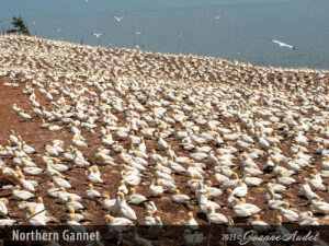 Northern Gannet